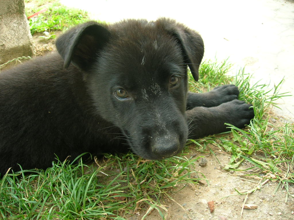 DARGO1.JPG